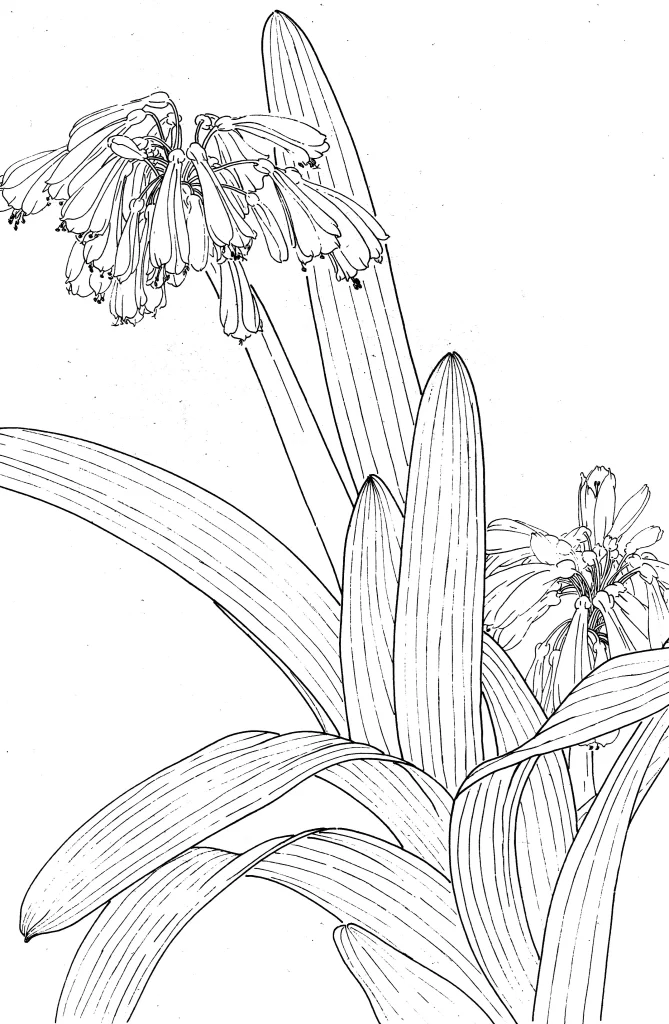 Blue Clivia Chinese Line Drawing Botanical Art