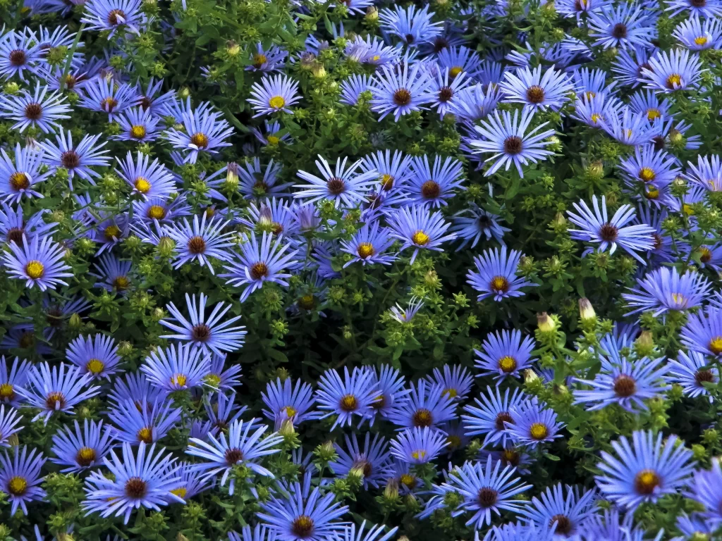 Blue Daisy Petals Yellow Center Green Leaves
