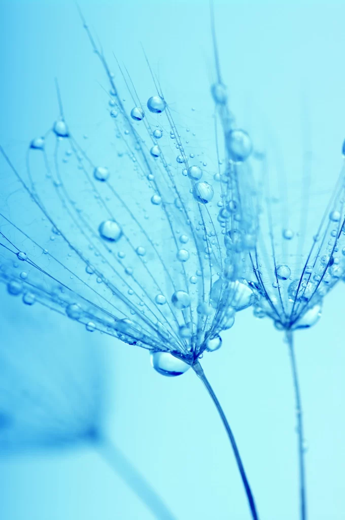 Blue Dandelion Delicate Waterdrops Transparent