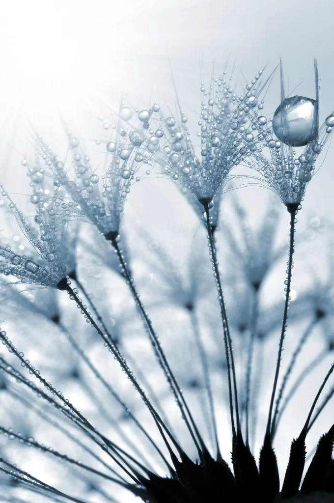 Blue Dandelion Dewdrops Delicate Silhouette