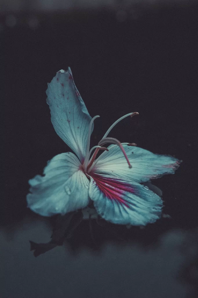 Blue Hibiscus Petals Red Center