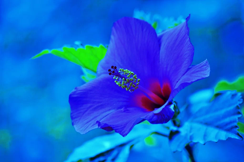 Blue Hibiscus Petals Stamen Green Leaves