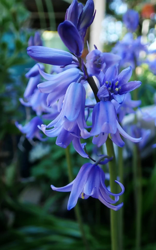 Blue Hyacinth Bell-shaped Petals Dense Cluster Green gray Leaves