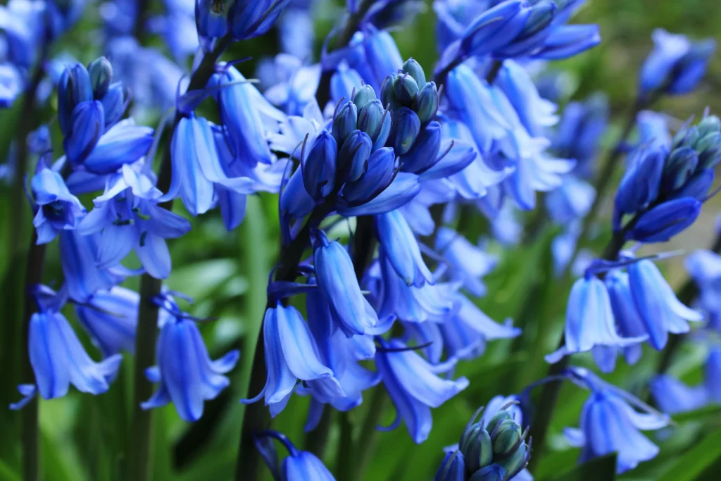 Blue Hyacinth Bell-shaped Petals Dense Cluster Green cool Leaves