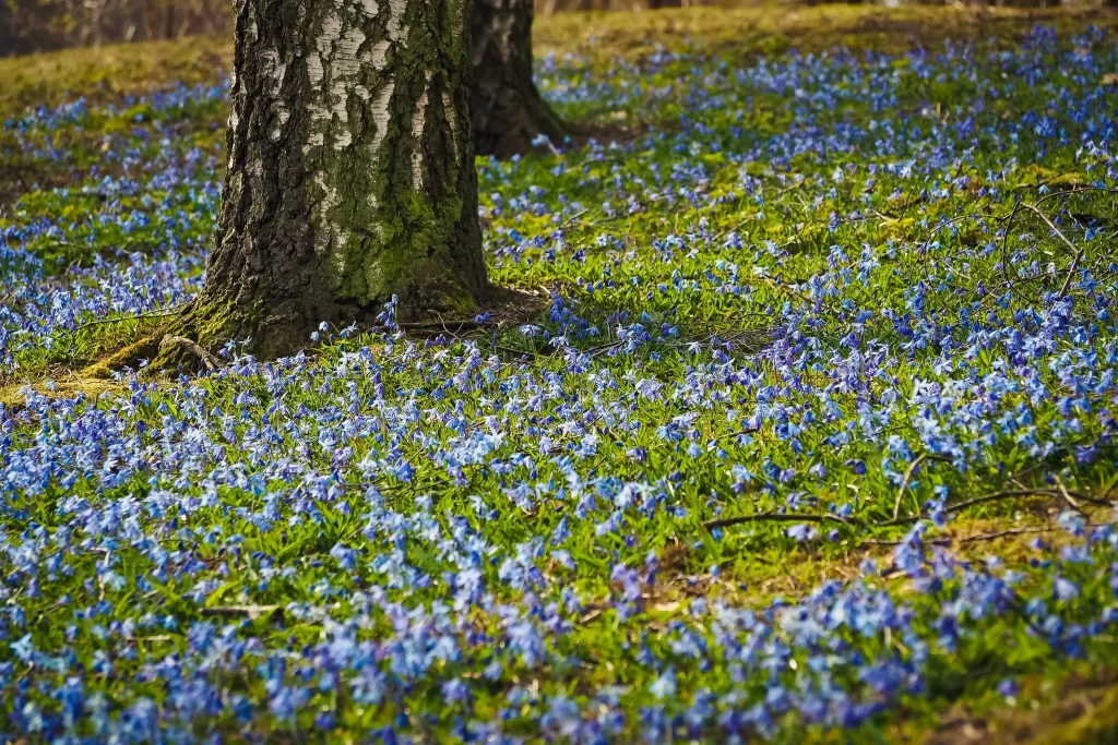 Blue Hyacinth Bloom Petals warm Forest