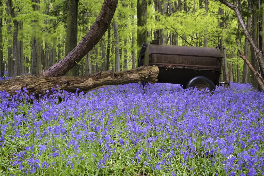 Blue Hyacinth Bloom Petals gray Forest