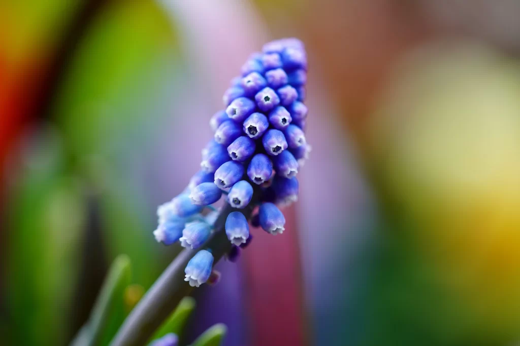 Blue Hyacinth Blooming Petals Vibrant Garden