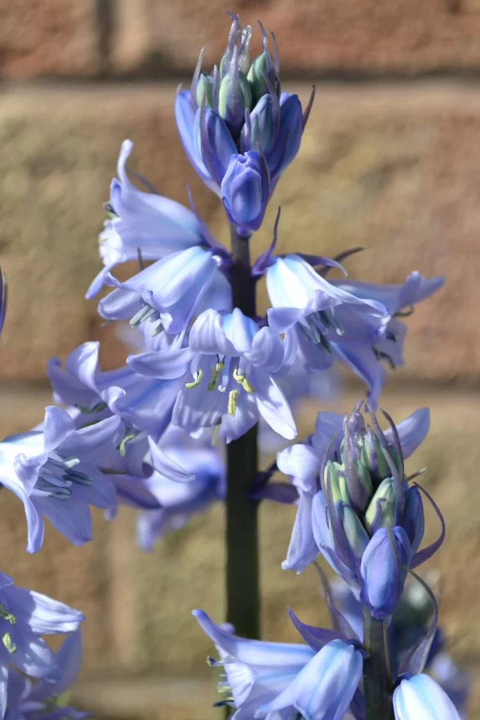 Blue Hyacinth Blooming Petals Stamen