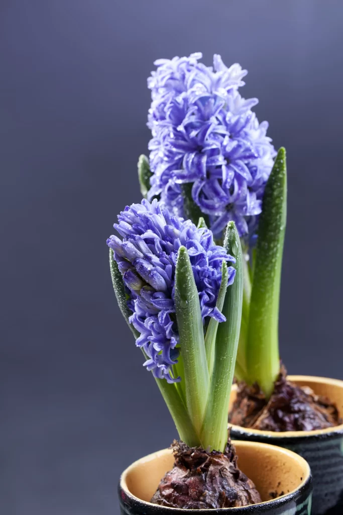 Blue Hyacinth Blooming Petals Dewdrops Green Leaves