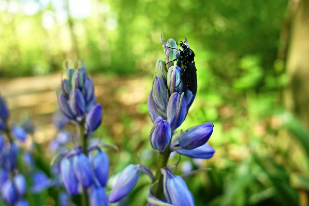 Blue Hyacinth Blooming Petals Forest