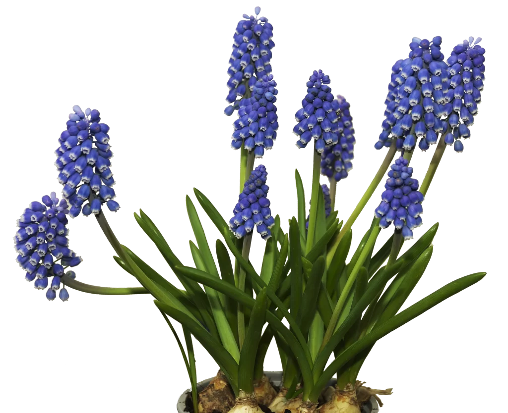Blue Hyacinth Blooms Petals Dense Cluster