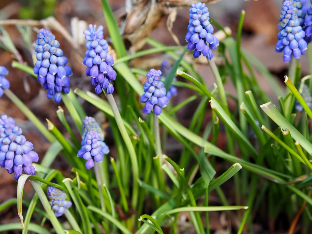 Blue Hyacinth Blooms Petals Clustered Green Leaves