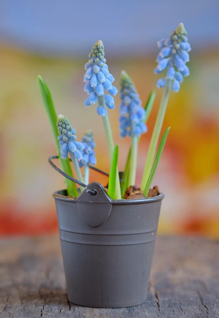 Blue Hyacinth Blooms Petals Bucket Handle