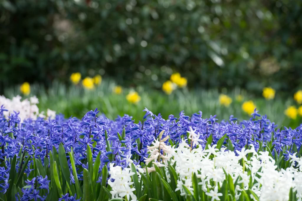 Blue Hyacinth Blooms White Flowers Green Leaves