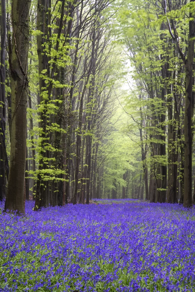 Blue Hyacinth Carpet Dense Forest gray Blooming