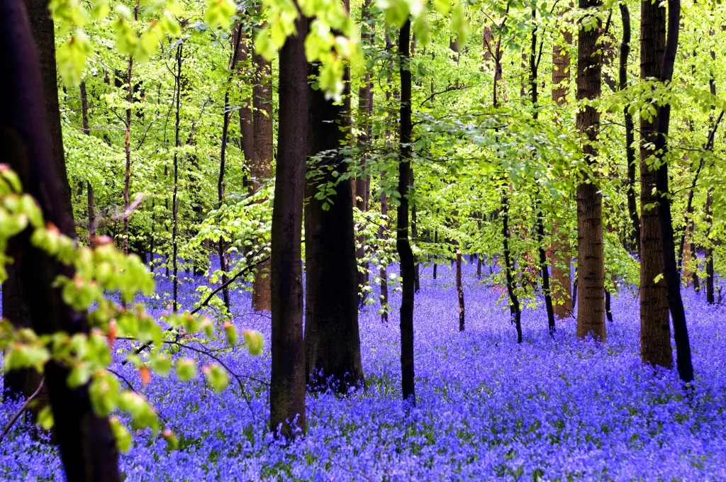 Blue Hyacinth Carpet Dense Forest gray Blooming