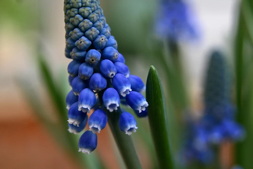 Blue Hyacinth Cluster Petals gray Green