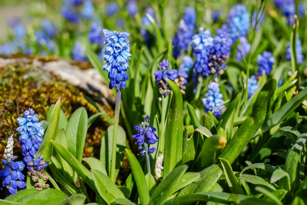 Blue Hyacinth Cluster Petals Green warm Leaves
