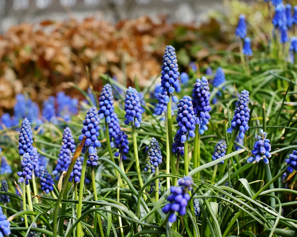 Blue Hyacinth Cluster Petals Green gray Stems