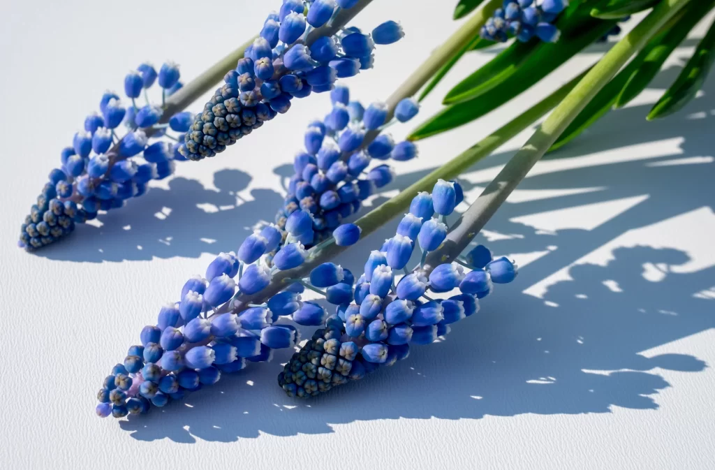 Blue Hyacinth Cluster Petals Green gray Stems