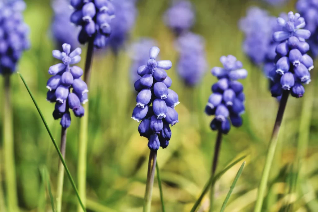 Blue Hyacinth Cluster Petals Green Grass