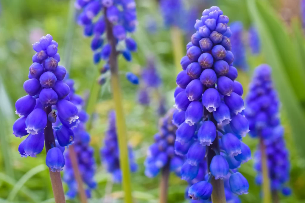 Blue Hyacinth Cluster Petals Dense gray Blooming