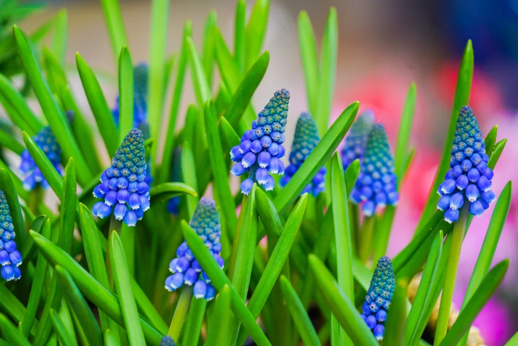 Blue Hyacinth Cluster Petals Green warm Leaves