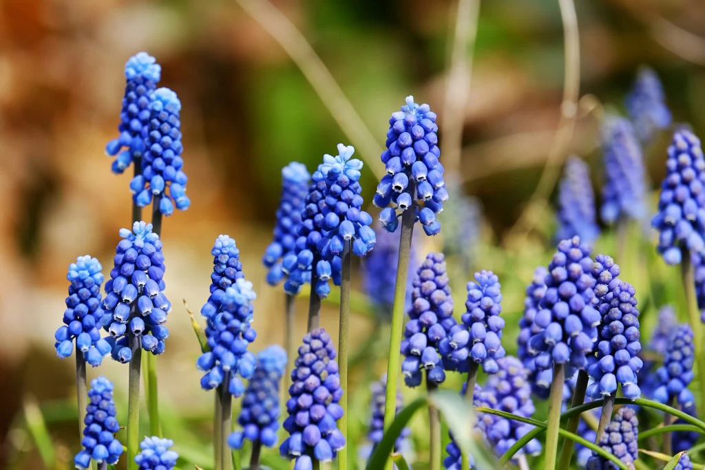 Blue Hyacinth Cluster Petals Dense gray Blooming