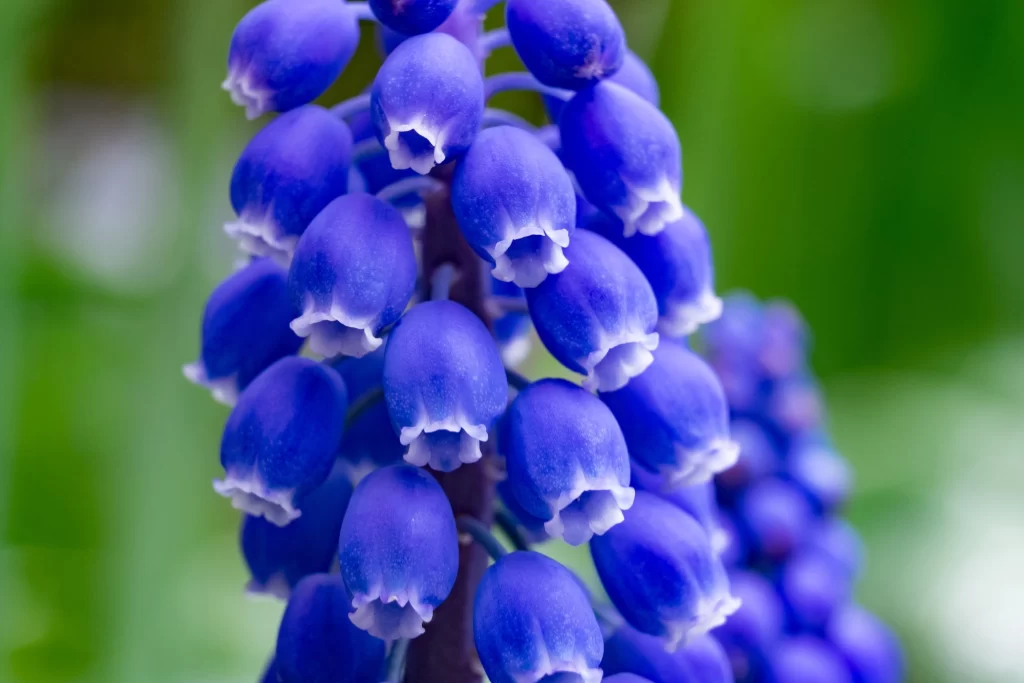 Blue Hyacinth Cluster Petals gray Blooming
