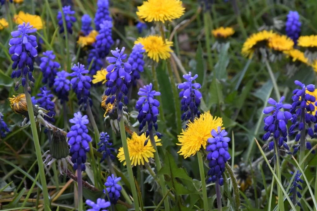 Blue Hyacinth Cluster Petals Yellow Dandelion