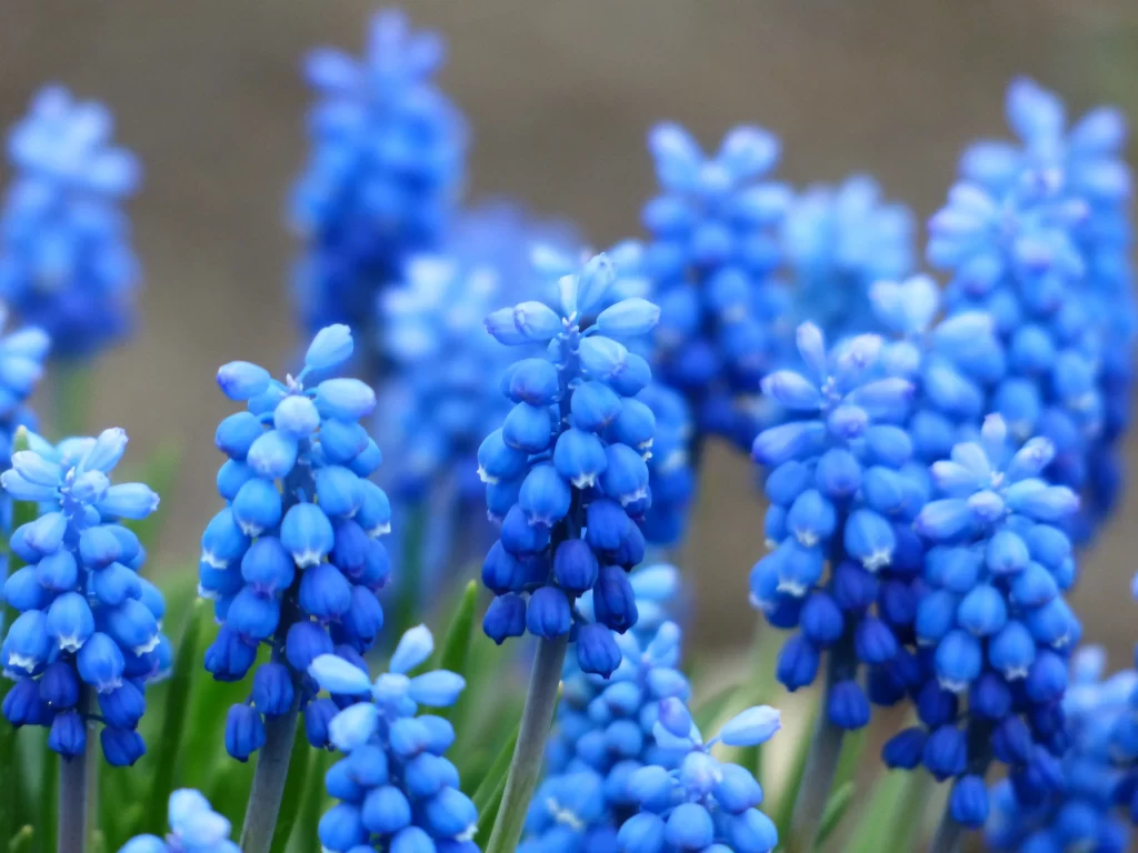 Blue Hyacinth Cluster Petals Dense cool Blooming