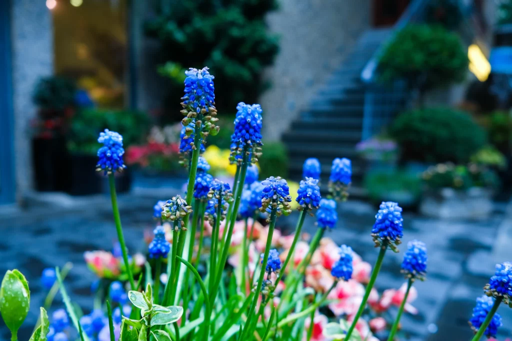 Blue Hyacinth Cluster Petals Stems Greenery