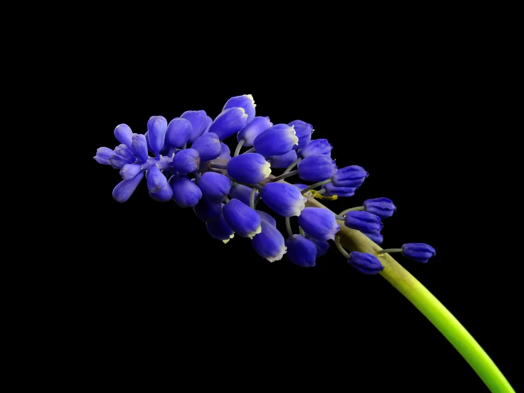 Blue Hyacinth Cluster Petals Vibrant Green Stem