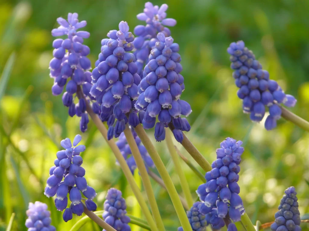 Blue Hyacinth Cluster Petals warm Greenery