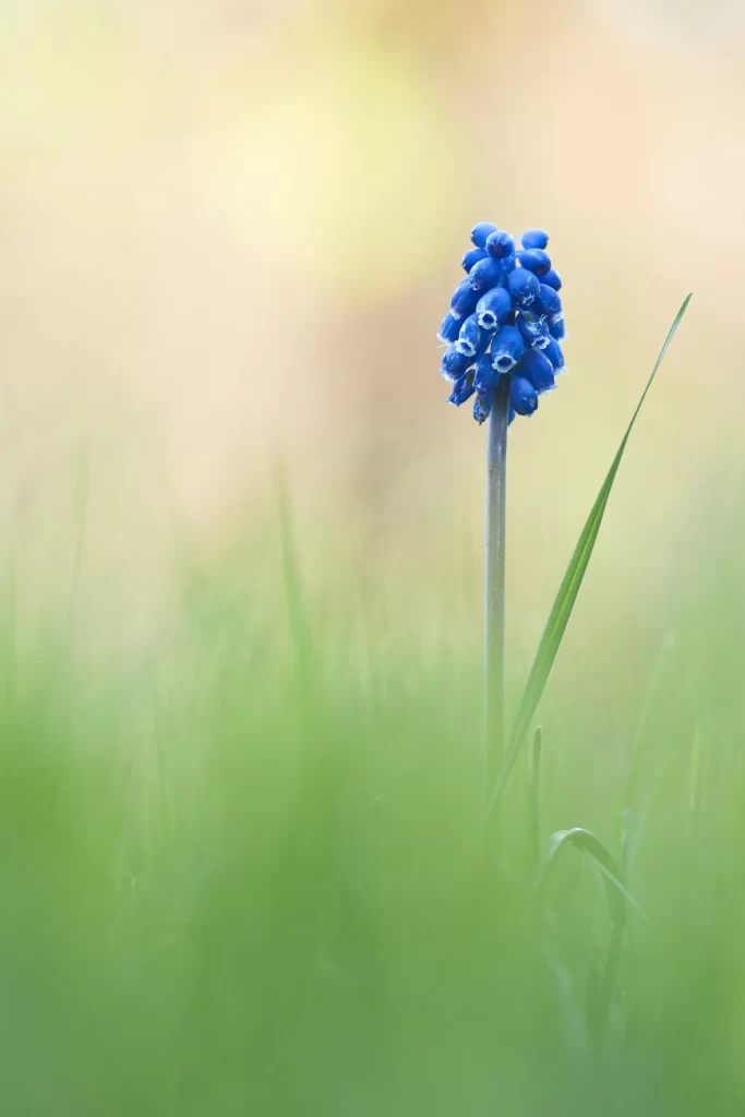 Blue Hyacinth Cluster Petals Grass