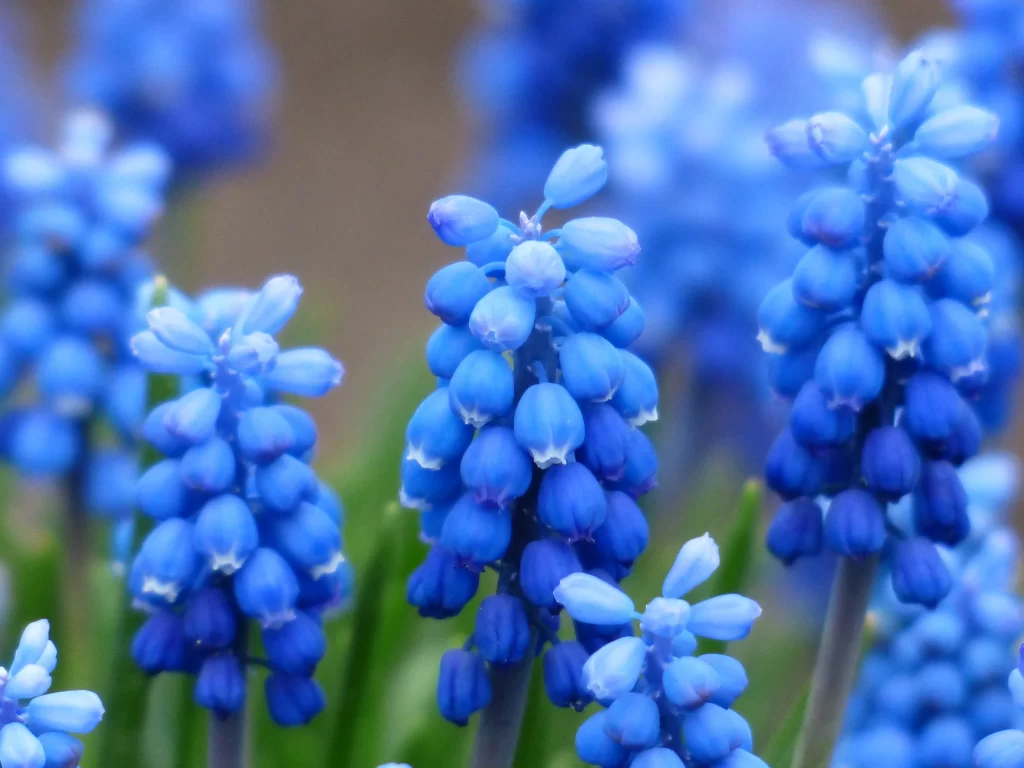 Blue Hyacinth Cluster Petals Dense cool Blooming