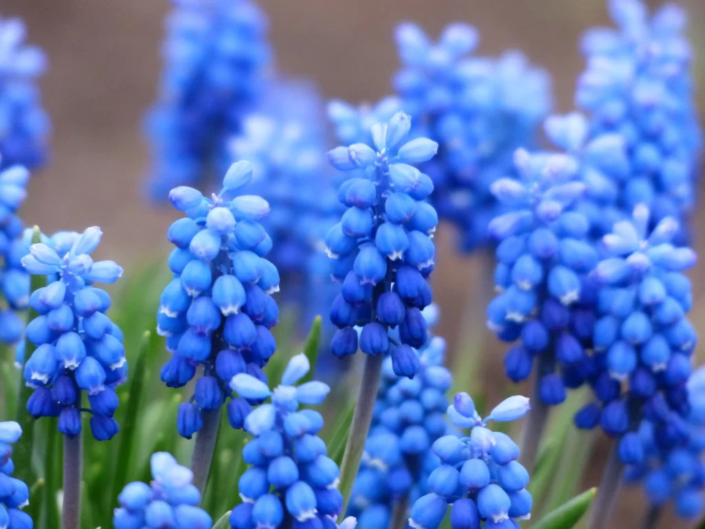 Blue Hyacinth Cluster Petals cool Blooming