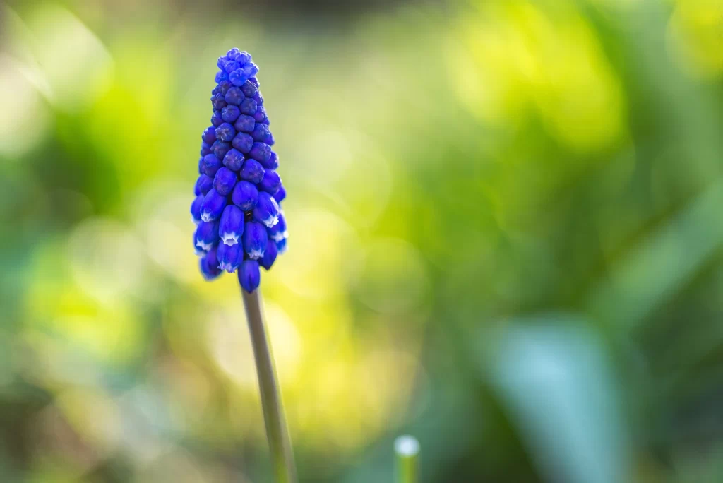Blue Hyacinth Cluster Petals warm Greenery