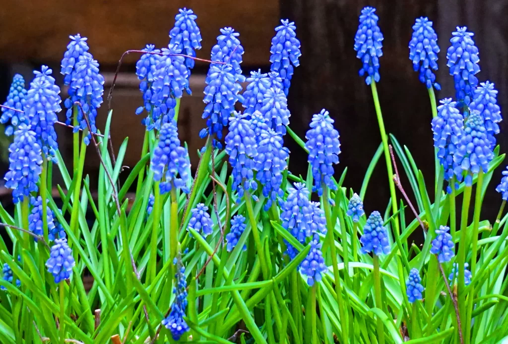 Blue Hyacinth Cluster Petals Green cool Stems