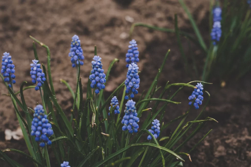 Blue Hyacinth Cluster Petals Dense gray Blooming