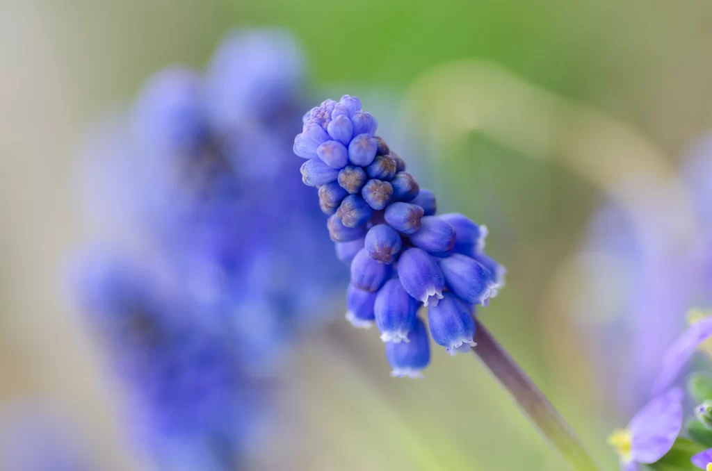 Blue Hyacinth Cluster Petals Green gray Background