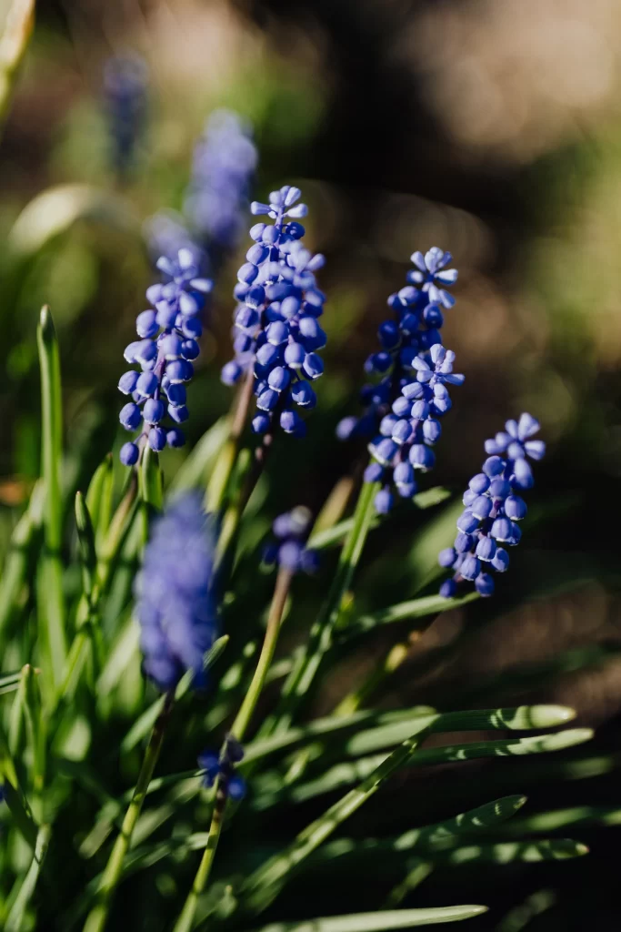 Blue Hyacinth Cluster Petals Green gray Leaves