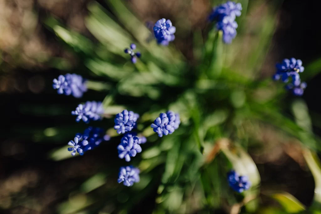 Blue Hyacinth Cluster Petals Green gray Leaves