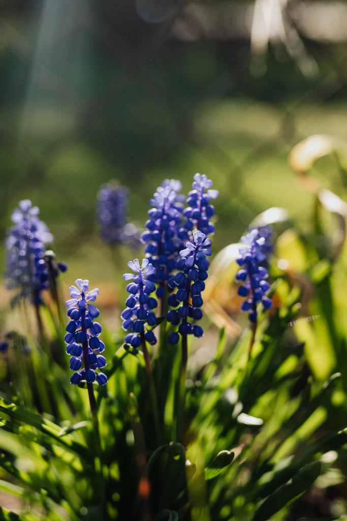 Blue Hyacinth Cluster Petals warm Greenery