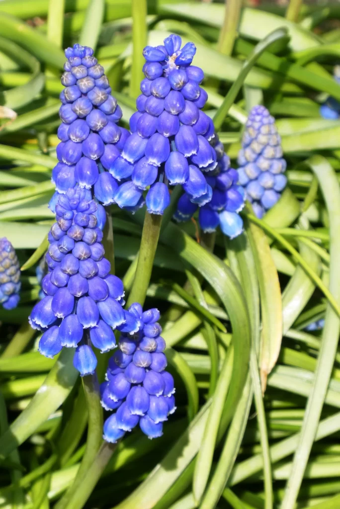 Blue Hyacinth Cluster Petals Green gray Leaves
