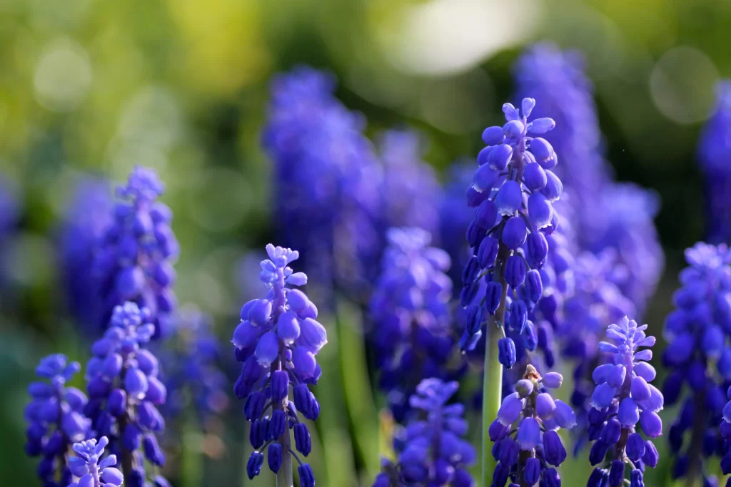 Blue Hyacinth Cluster Petals Dense cool Blooming