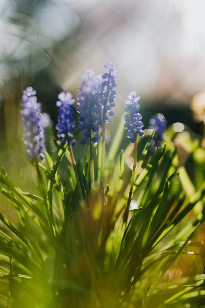 Blue Hyacinth Cluster Petals Greenery warm Sunlight