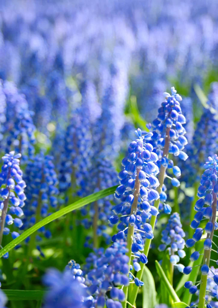 Blue Hyacinth Cluster Petals cool Green