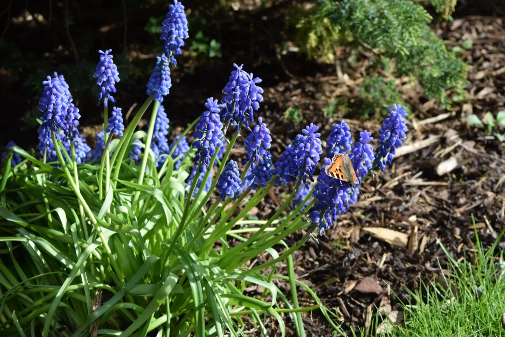 Blue Hyacinth Cluster Petals Butterfly