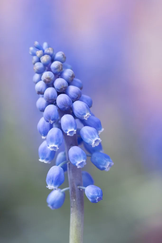 Blue Hyacinth Cluster Petals cool Blooming